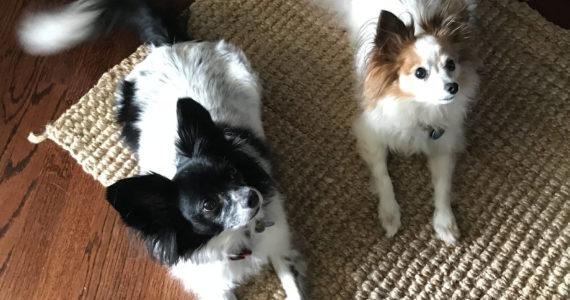 The Animal Health Care Center in Renton offers quality, affordable care for all the furry members of the family.