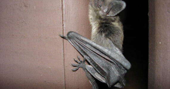 ”Bat” by g_kovacs is licensed under CC BY 2.0. (Courtesy Photo)