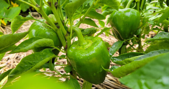 Peppers and lettuce in the garden. Photo courtesy Hannah Flory