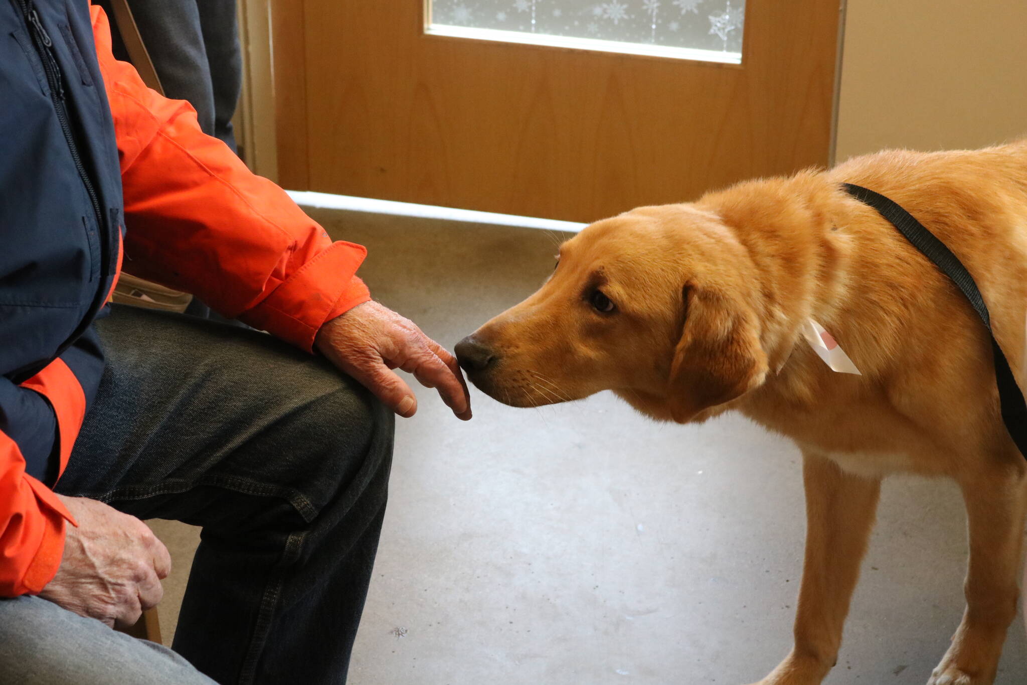 Duck the labrador-shepherd mix gets the first whiff of his new owners. Photo by Bailey Jo Josie/Sound Publishing.