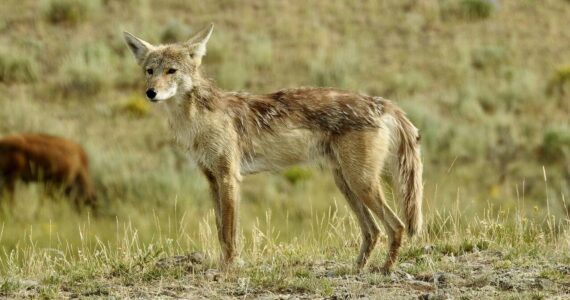 Photo of a coyote. Photo courtesy of Pixabay.