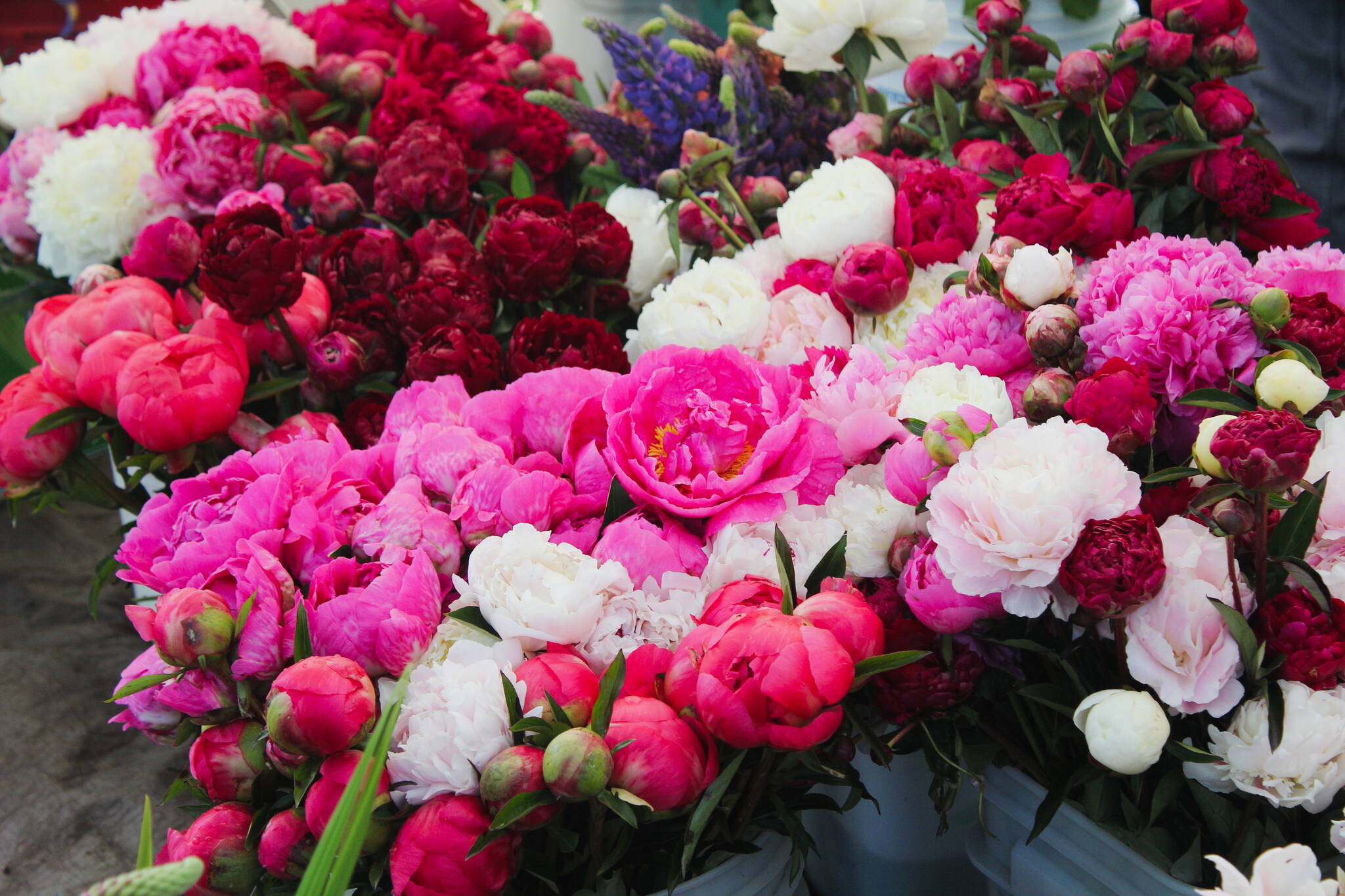 Flowers are sold at the Renton Farmers Market every Tuesday. The market returns June 3 and will be held on Williams Avenue between 2nd Street and 3rd Street. Photo by Bailey Jo Josie/Sound Publishing