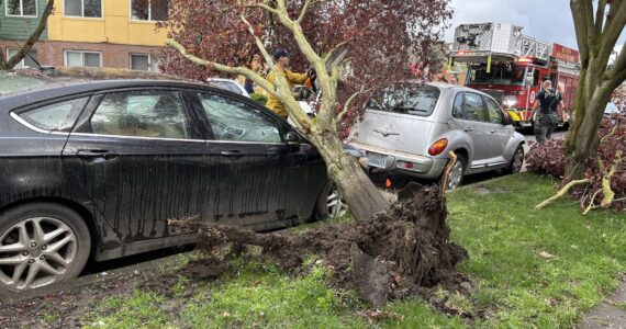 A tree fell on Steve Childers’s car while it was parked near 130 Main Avenue S. in Renton. Photo provided by Steve Childers