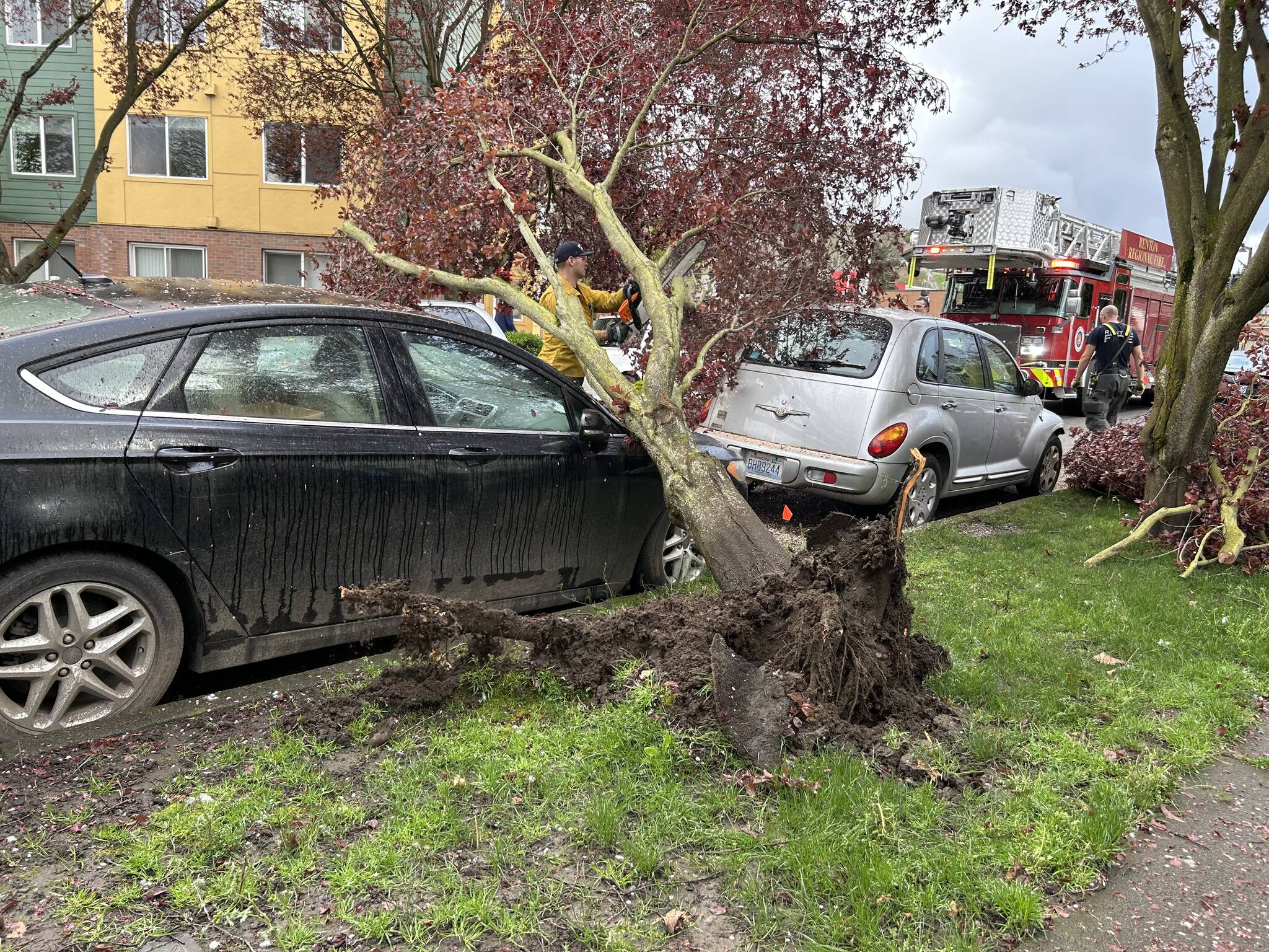 A tree fell on Steve Childers’s car while it was parked near 130 Main Avenue S. in Renton. Photo provided by Steve Childers