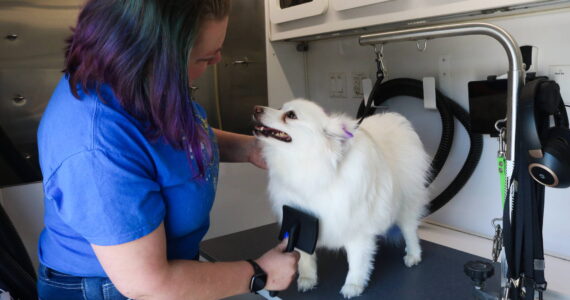 Snowball gets the 12th Paw treatment. Photo by Bailey Jo Josie/Sound Publishing.